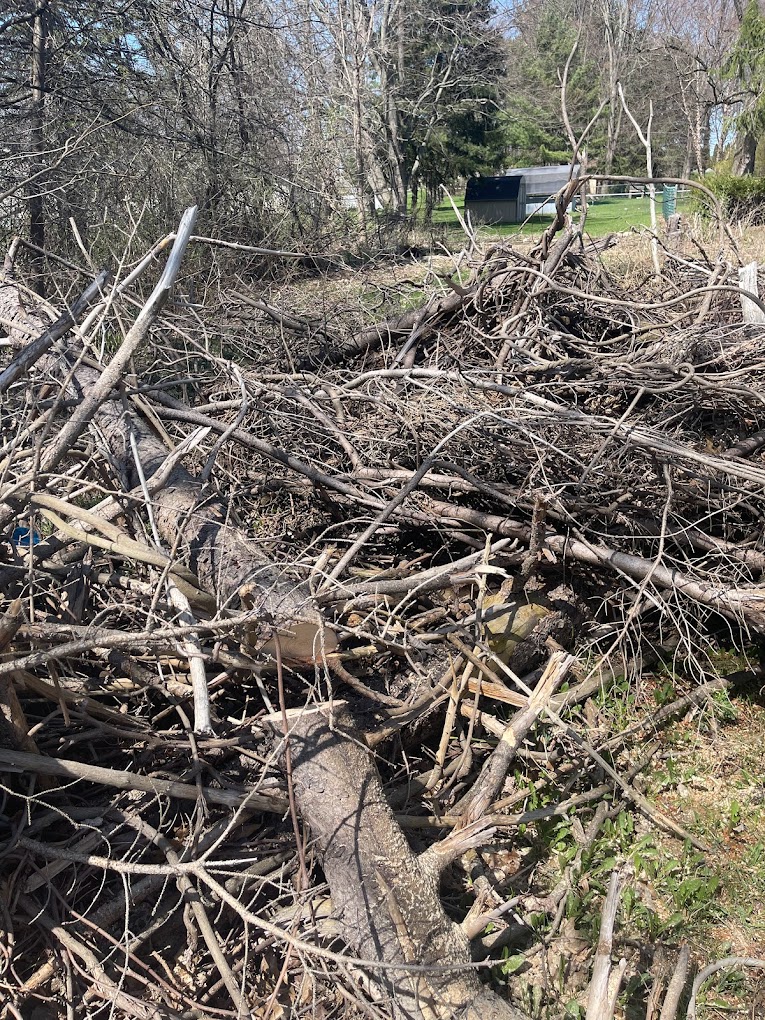 billy yard debris cleanup